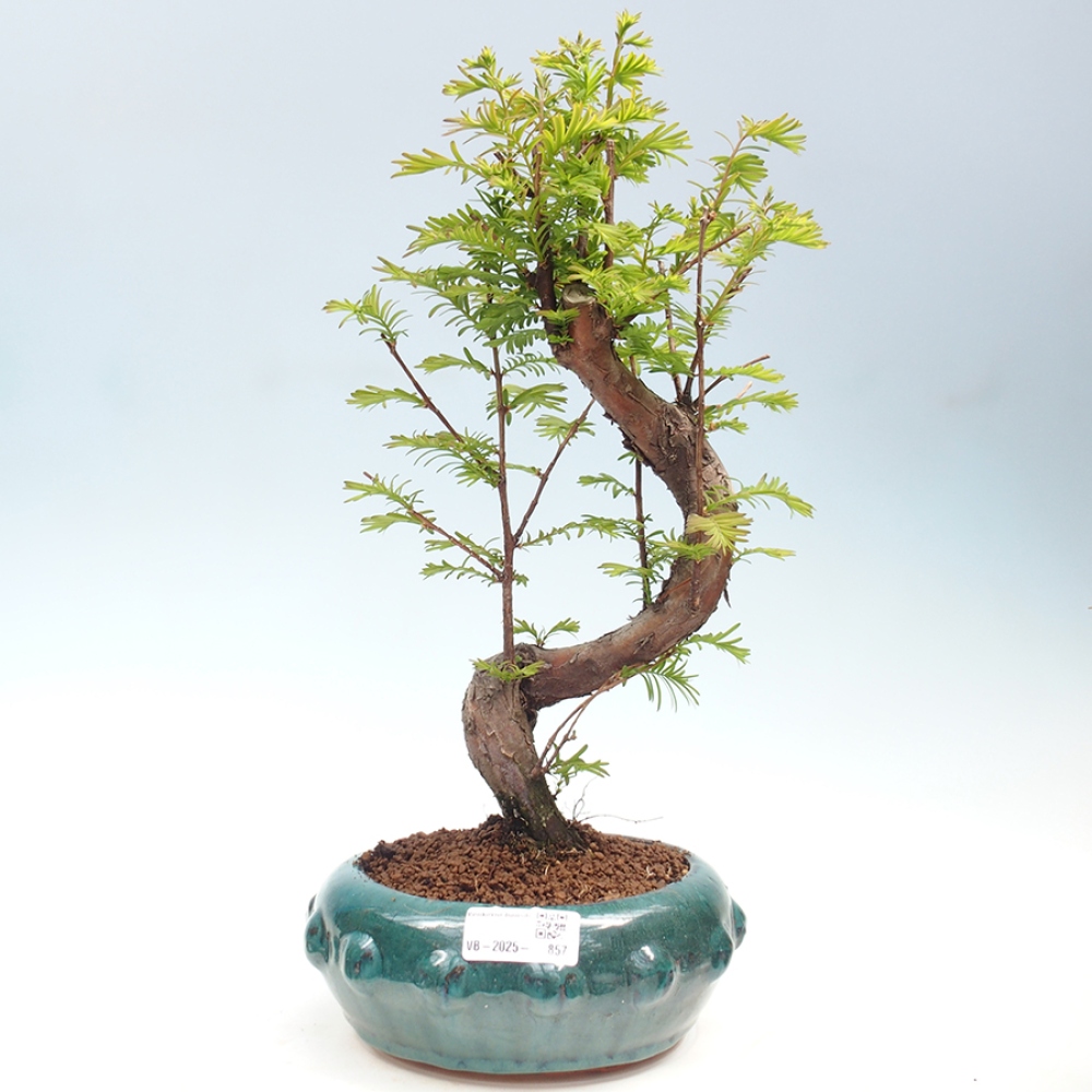 Venkovní bonsai - Metasequoia glyptostroboides - Metasekvoje čínská