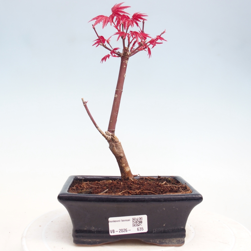 Venkovní bonsai - Javor dlanitolistý - Acer palmatum DESHOJO