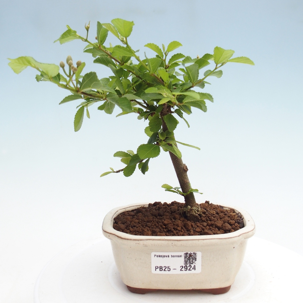 Pokojová bonsai - Grewia occidentalis - Hvězdice levandulová