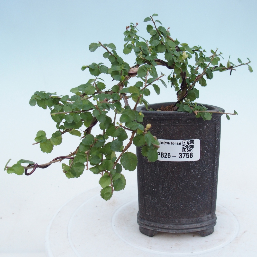 Pokojová bonsai - Grewia sp. - Grewie malolistá