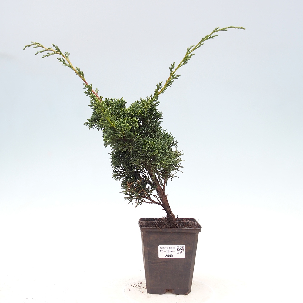 Venkovní bonsai - Juniperus chinensis Kishu -Jalovec čínský