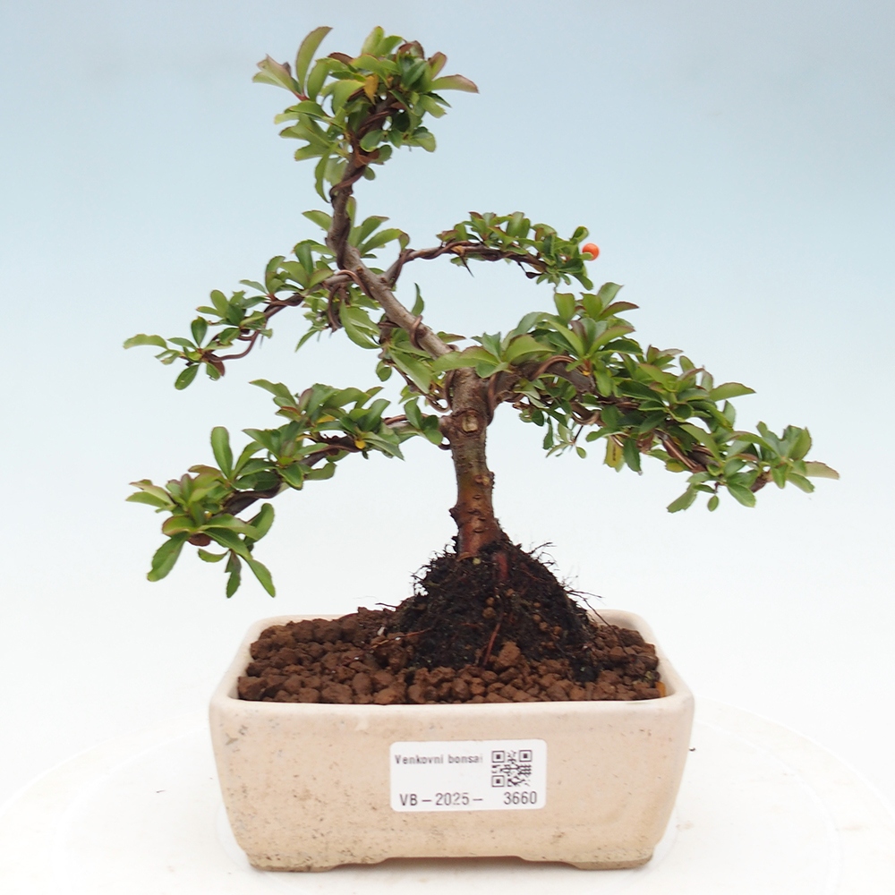 Venkovní bonsai-Pyracanta Teton -Hlohyně