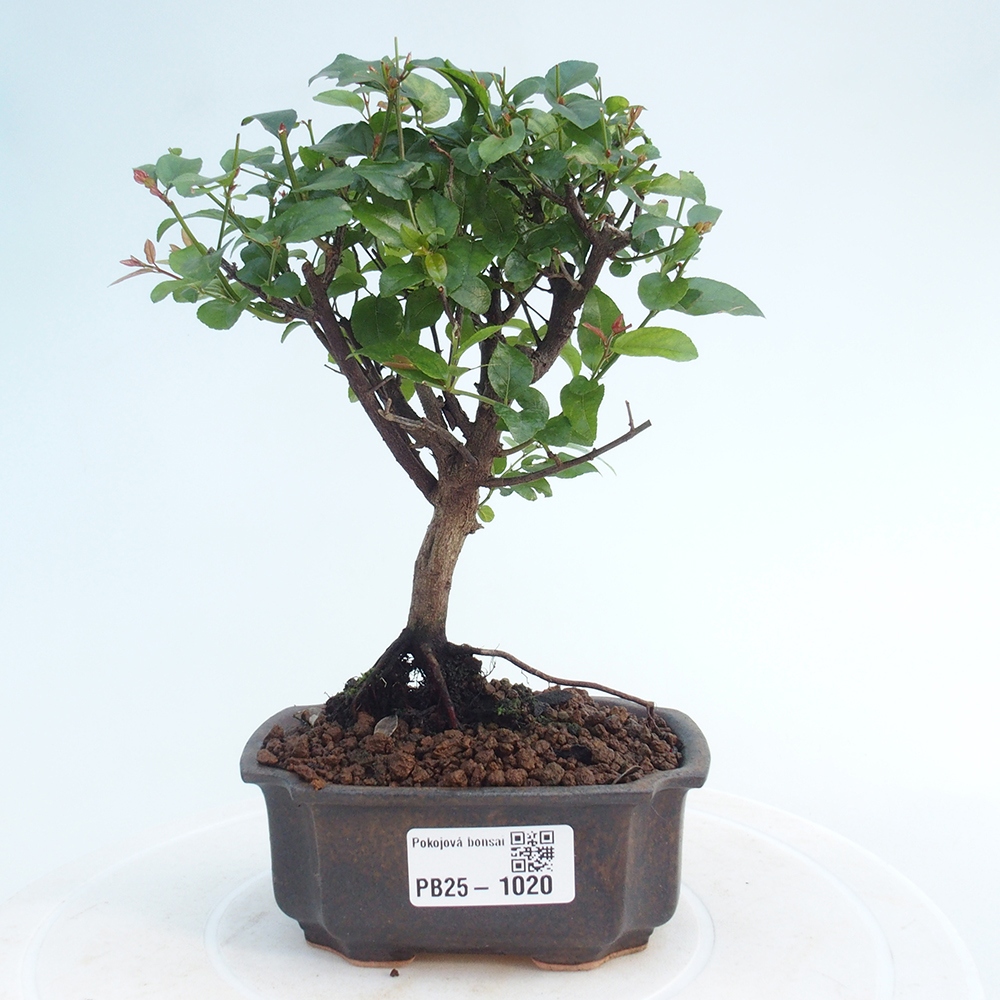 Pokojová bonsai - Sagerécie thea - Sagerécie thea