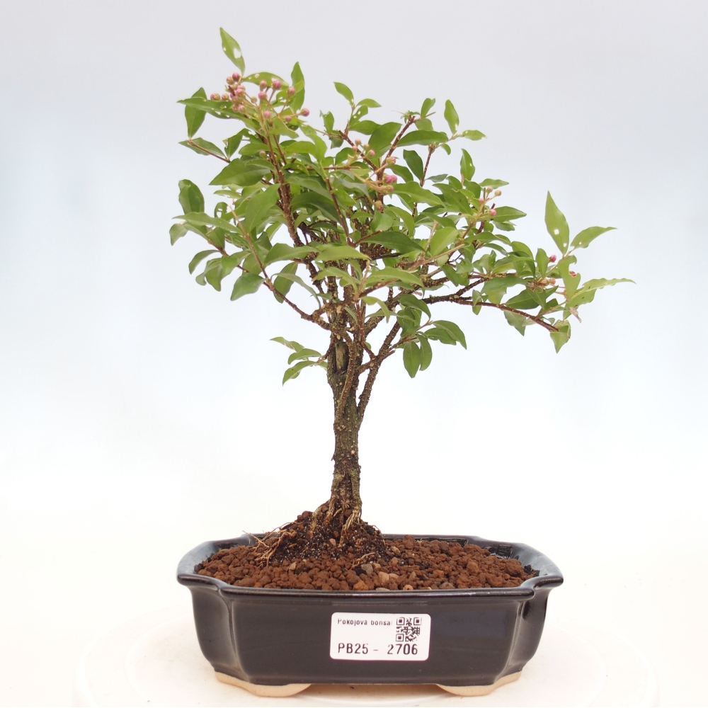 Pokojová bonsai - Malpighia coccigera- Barbdorská třešeň