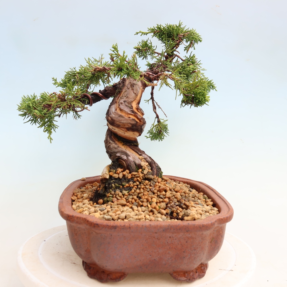 Venkovní bonsai - Juniperus chinensis Itoigawa-Jalovec čínský