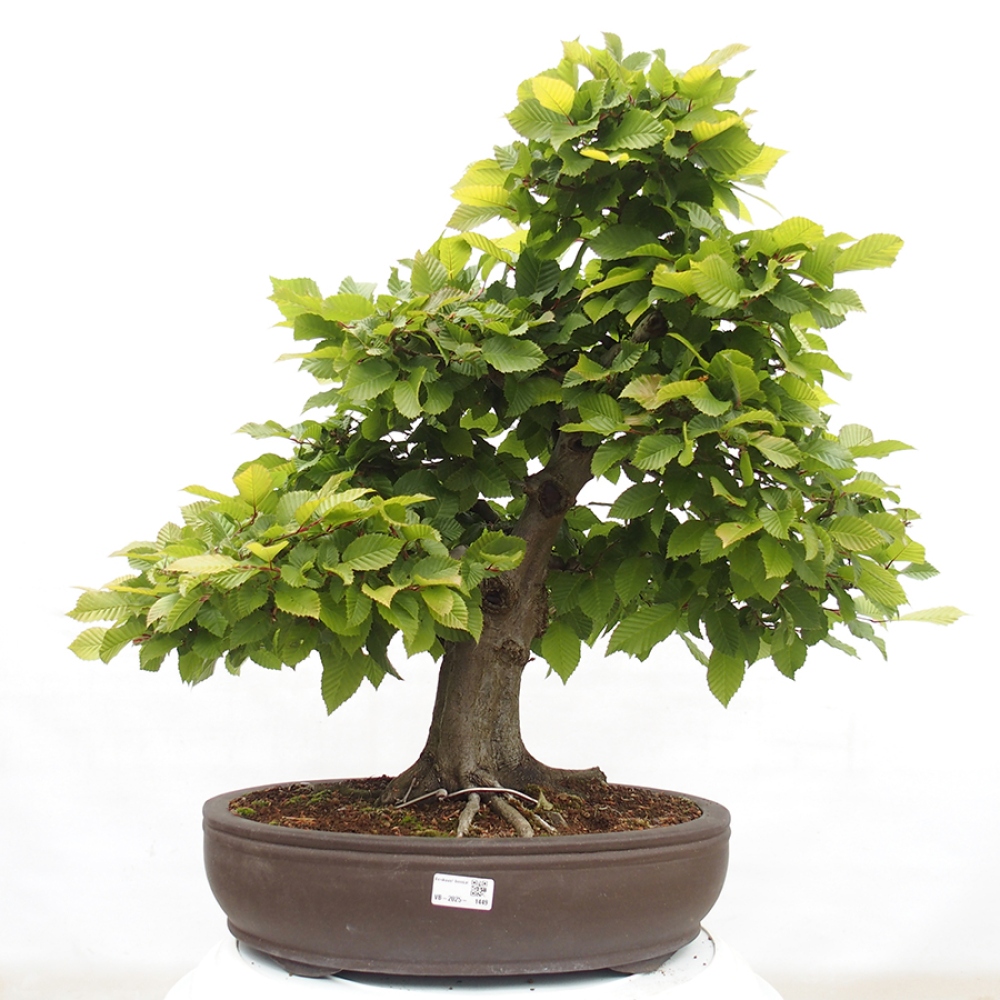 Venkovní bonsai - Habr obecný - Carpinus betulus