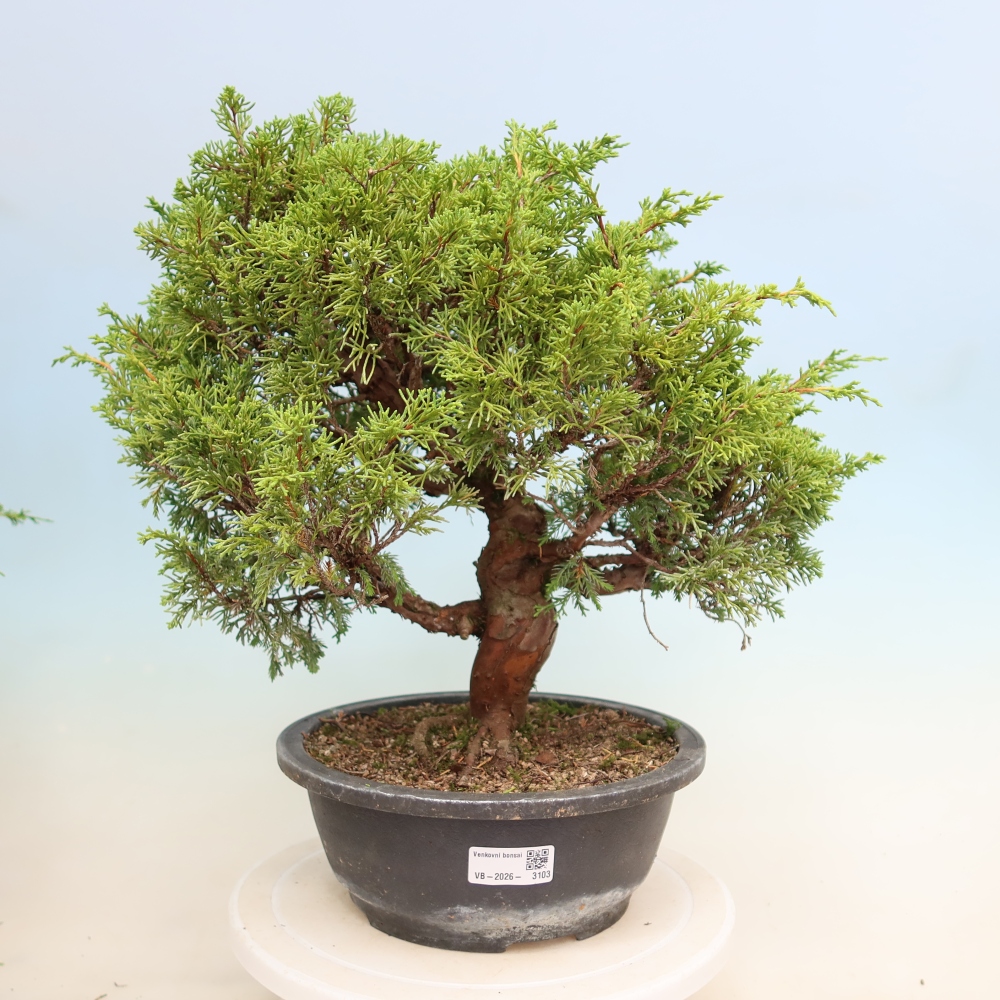 Venkovní bonsai - Juniperus chinensis Itoigawa-Jalovec čínský