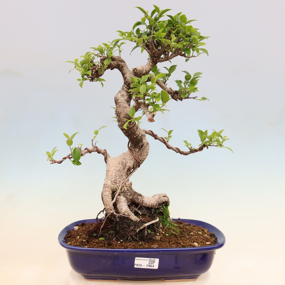 Pokojová bonsai - Ficus kimmen -  malolistý fíkus