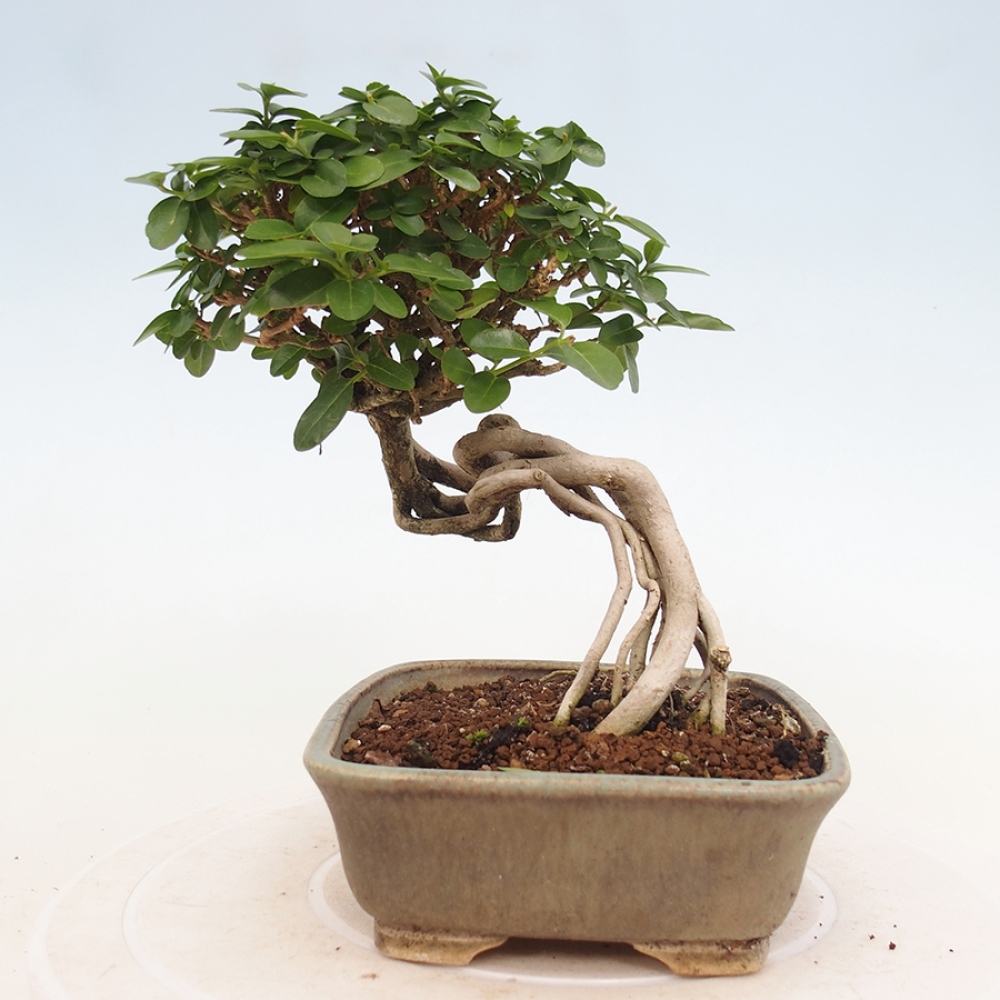 Pokojová bonsai - Premna serratifolia  - Kozlovoň malolistá