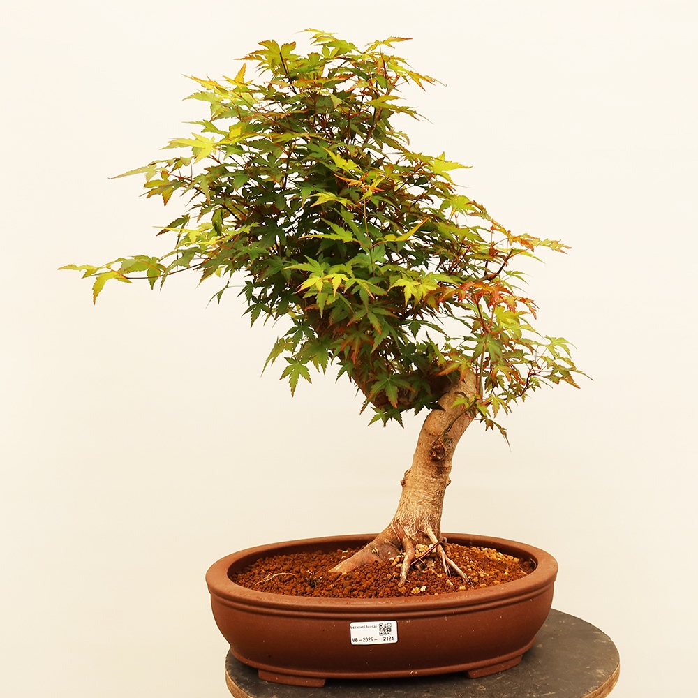 Venkovní bonsai - Javor palmatum  - Javor dlanitolistý