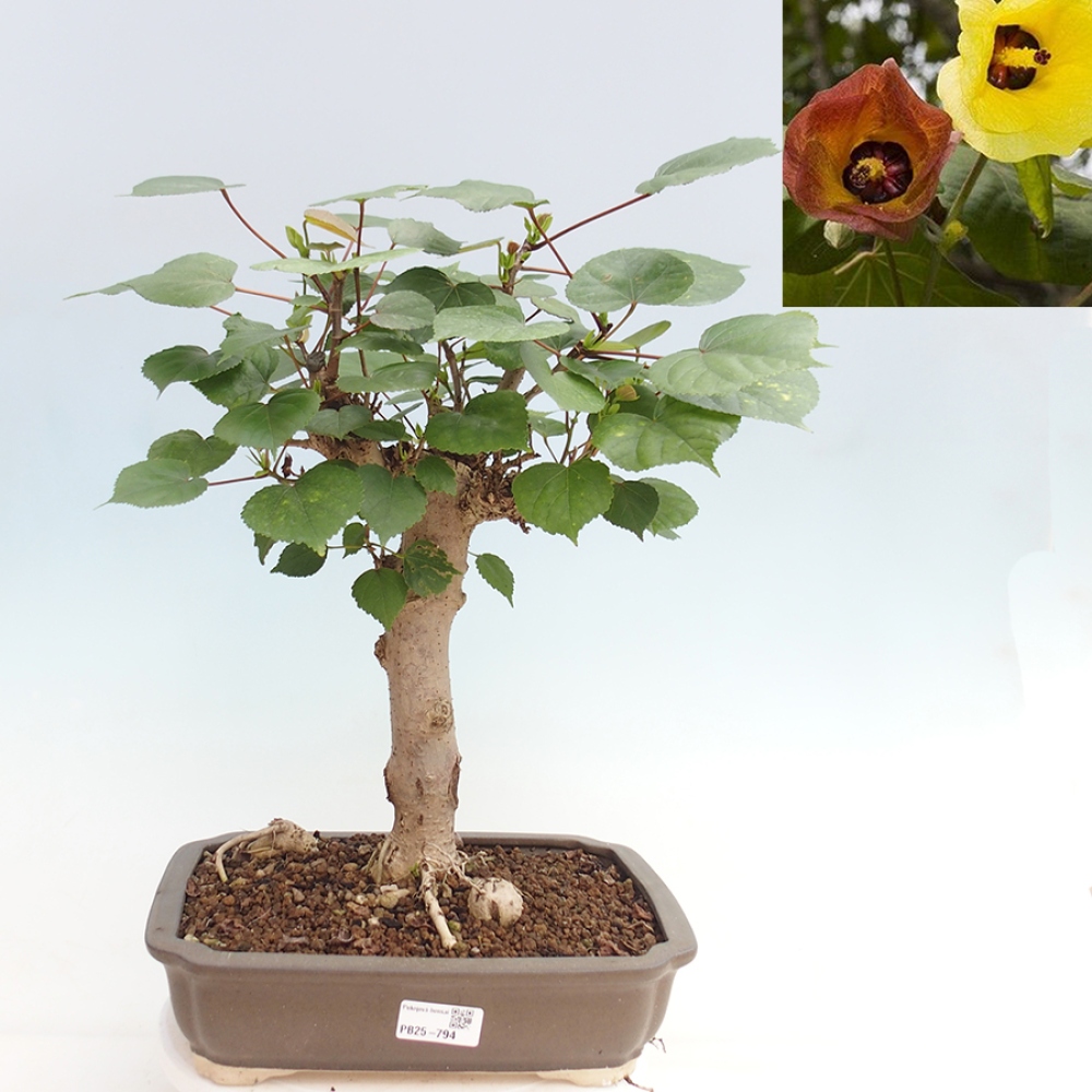 Pokojová bonsai - Hibiscus tiliaceus - Ibišek lípovitý, morský