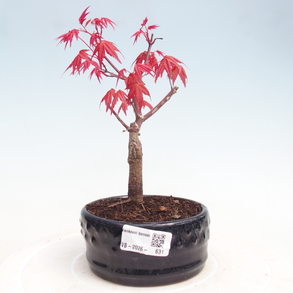 Venkovní bonsai - Javor dlanitolistý - Acer palmatum DESHOJO