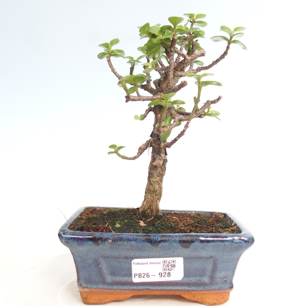 Pokojová bonsai - Portulakaria Afra - Tlustice