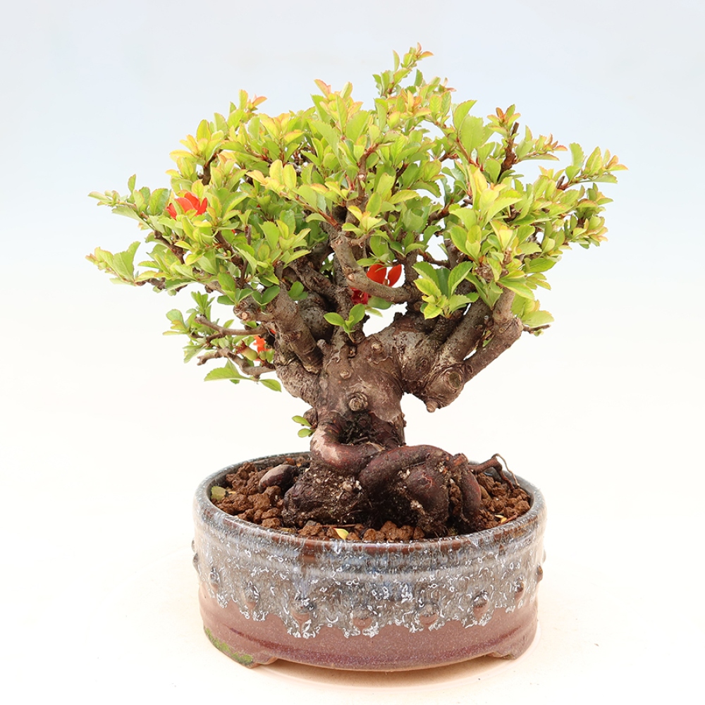 Venkovní  bonsai -  Chaneomeles speciosa Chojubai - Kdoulovec ozdobný