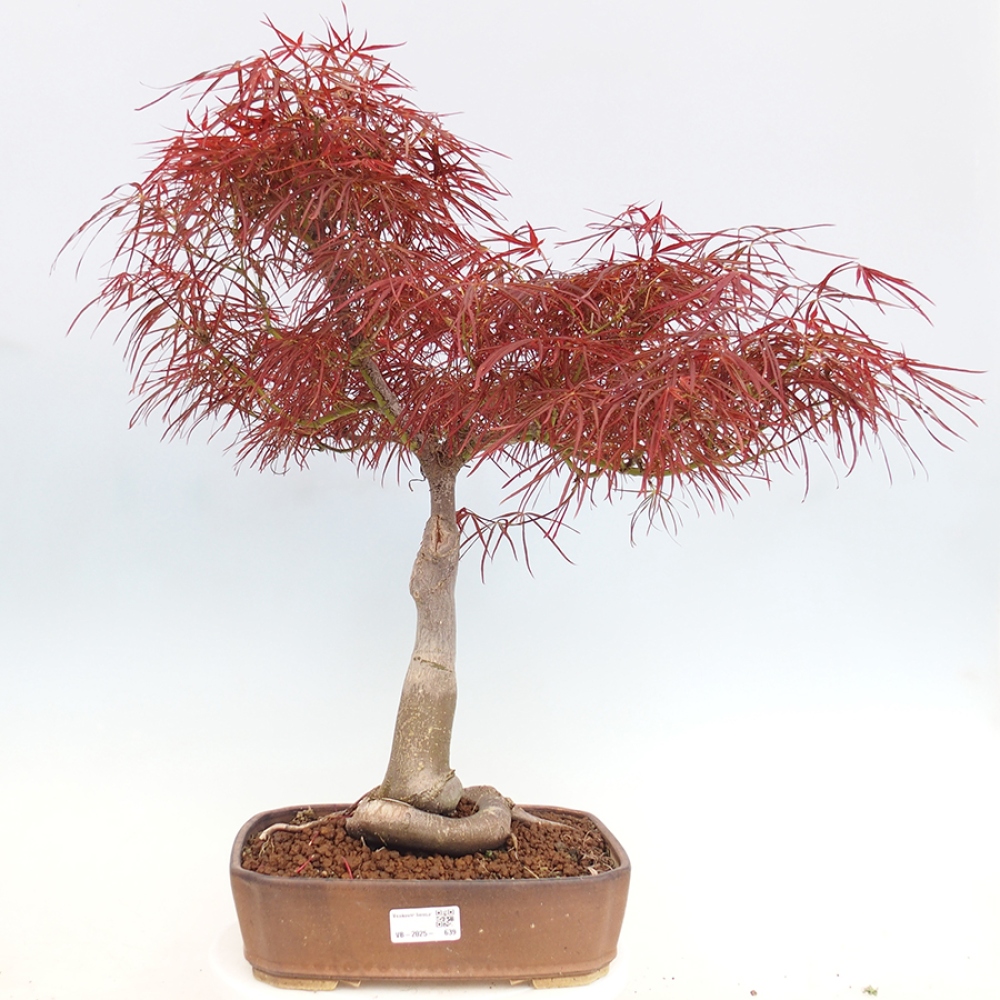 Venkovní bonsai - Javor dlanitolistý - Acer palmatum RED PYGMY