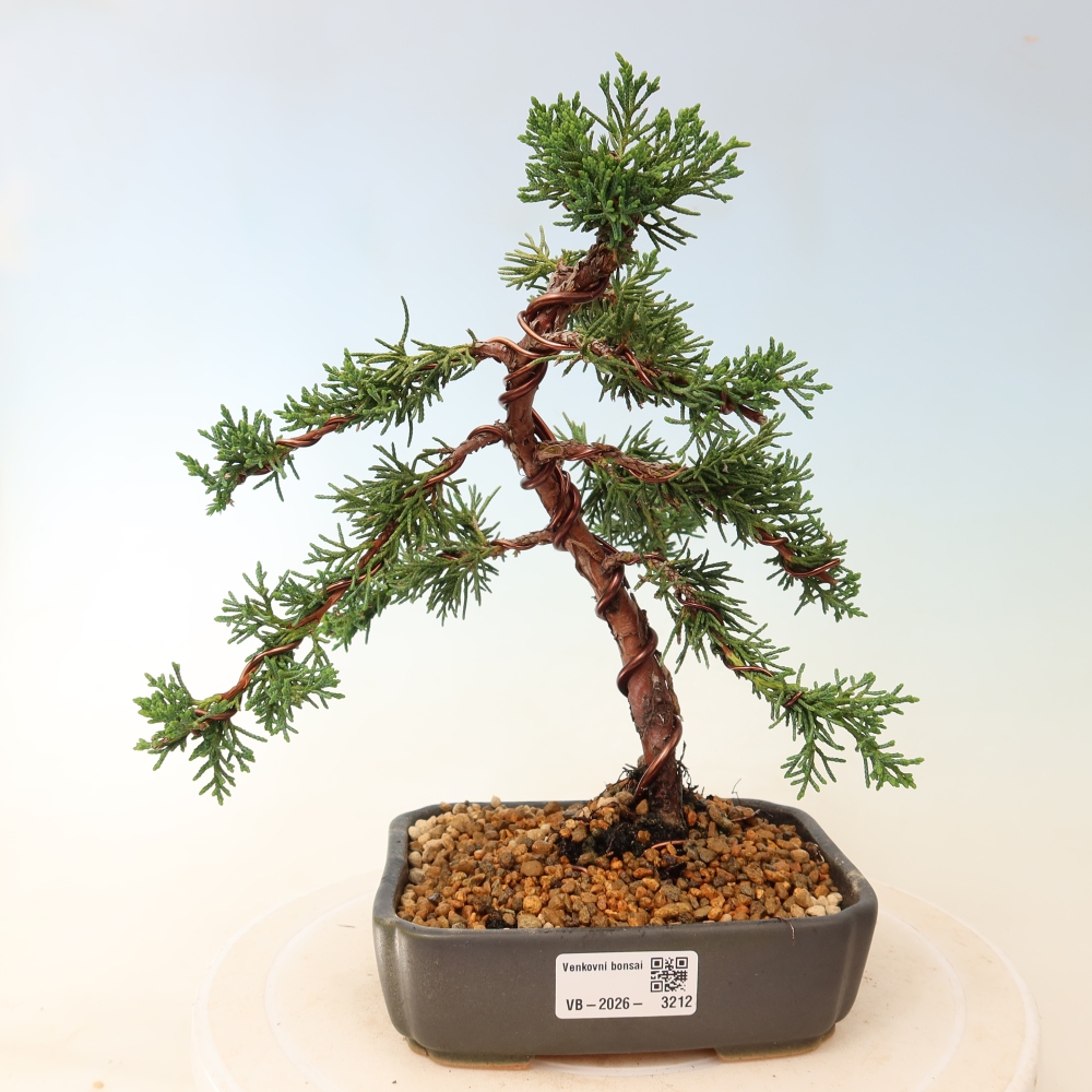 Venkovní bonsai - Juniperus chinensis Kishu -Jalovec čínský