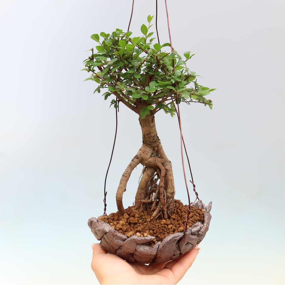 Kokedama v keramice -Ulmus parvifolia- malolistý jilm