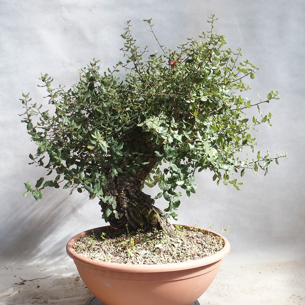 venkovní bonsai Quercus suber - Korkový dub