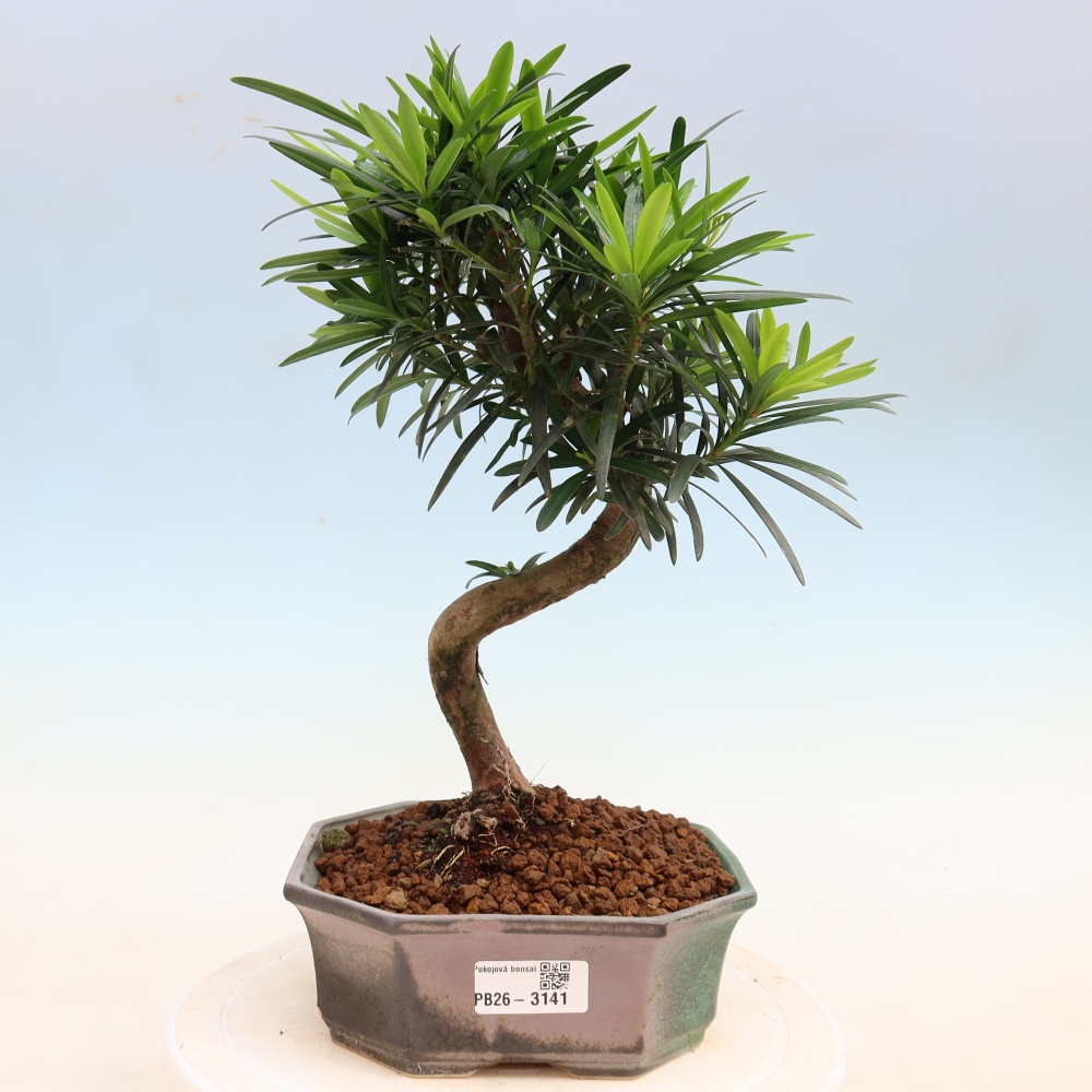 Pokojová bonsai - Podocarpus - Kamenný tis