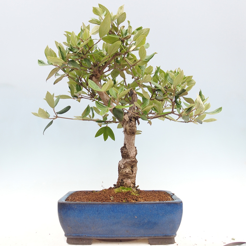 Venkovní bonsai-Kalina Bodnanská - Viburum carlesii hemsi