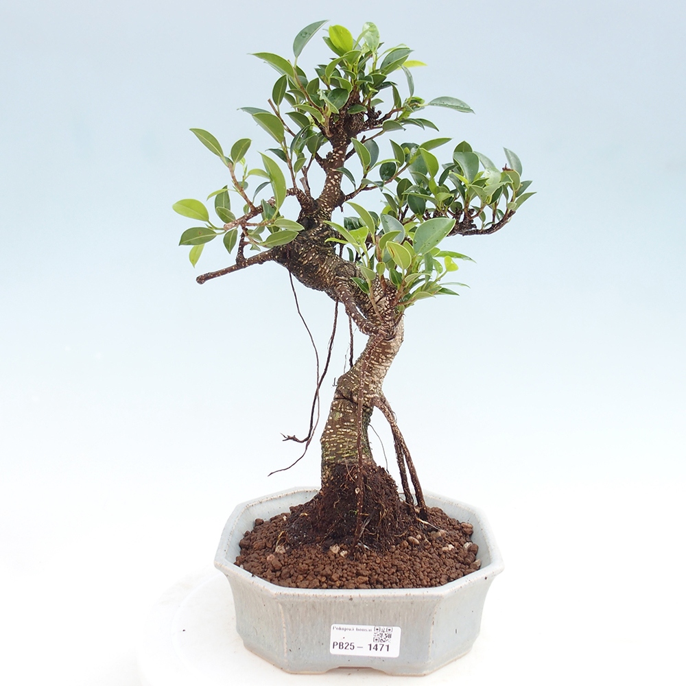 Pokojová bonsai - Ficus retusa -  malolistý fíkus