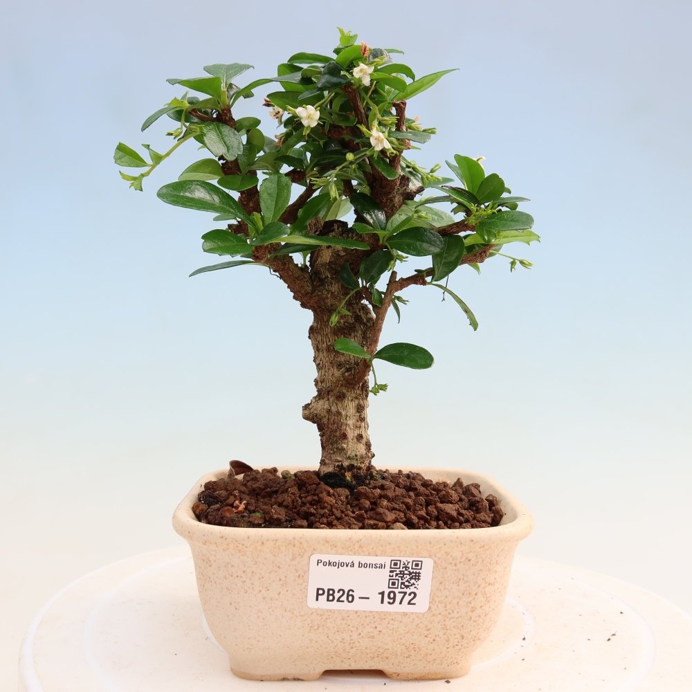Pokojová bonsai - Carmona macrophylla - Čaj fuki