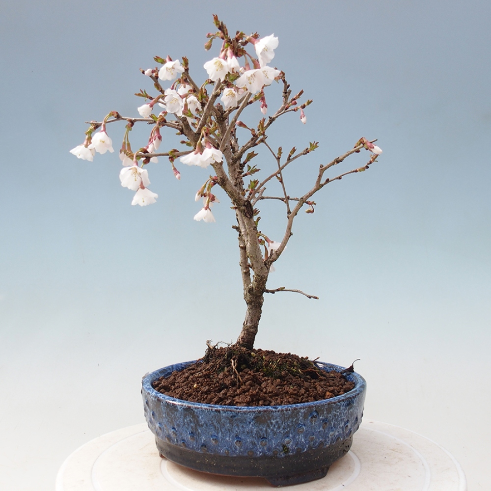 Venkovní bonsai - Prunus incisa Kojou-no mai-Slivoň vyříznutá