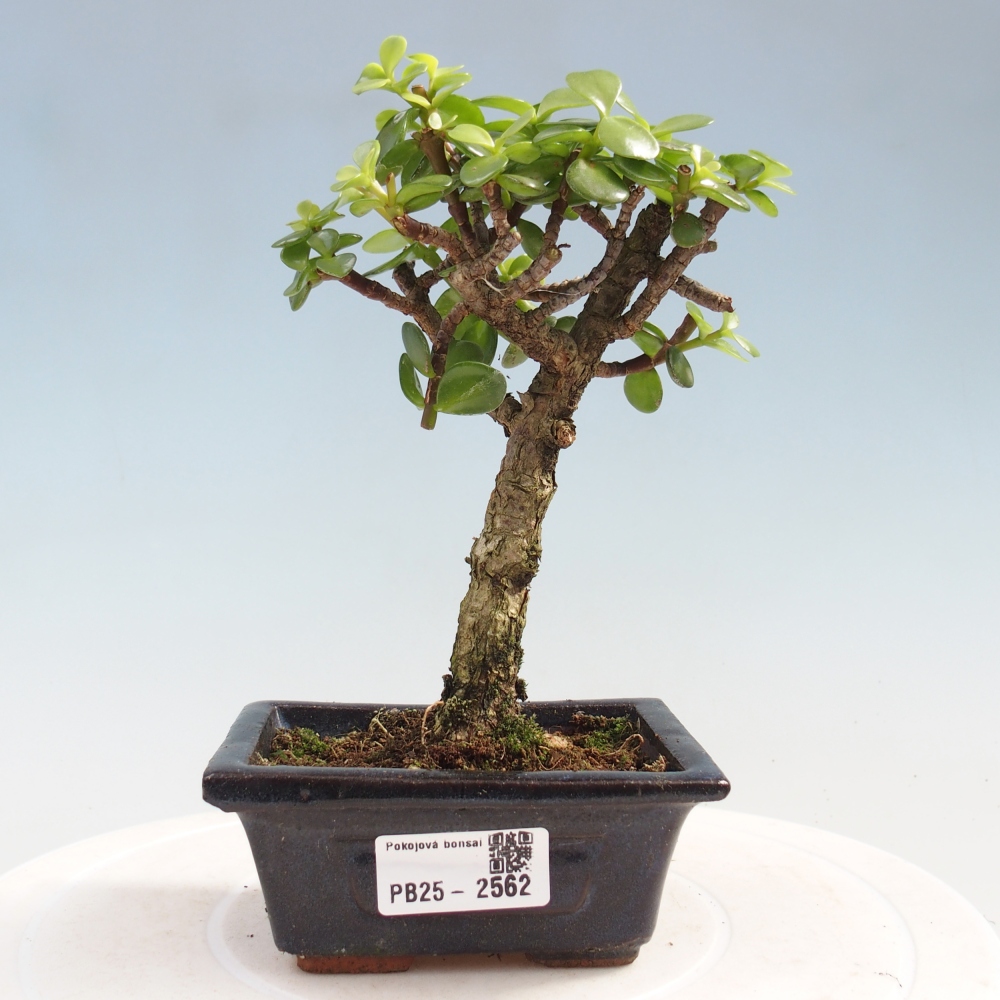 Pokojová bonsai - Portulakaria Afra - Tlustice