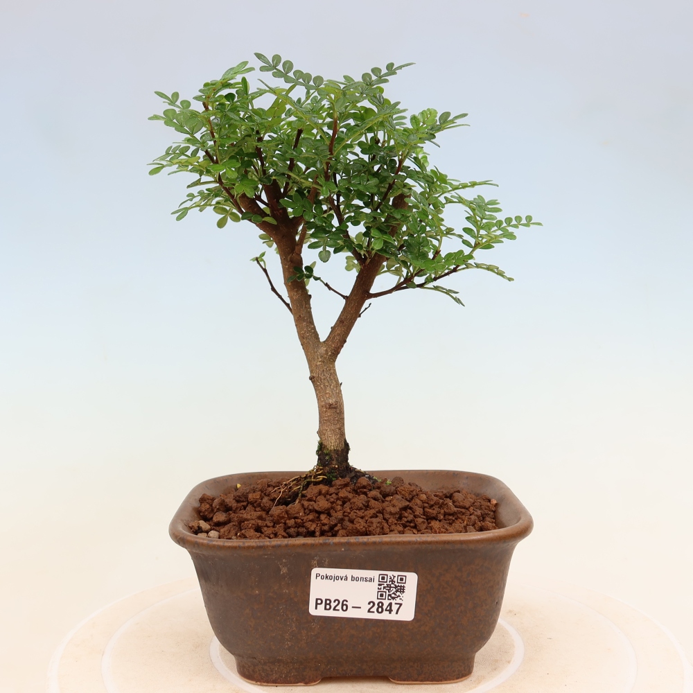 Pokojová bonsai - Zantoxylum piperitum - Pepřovník