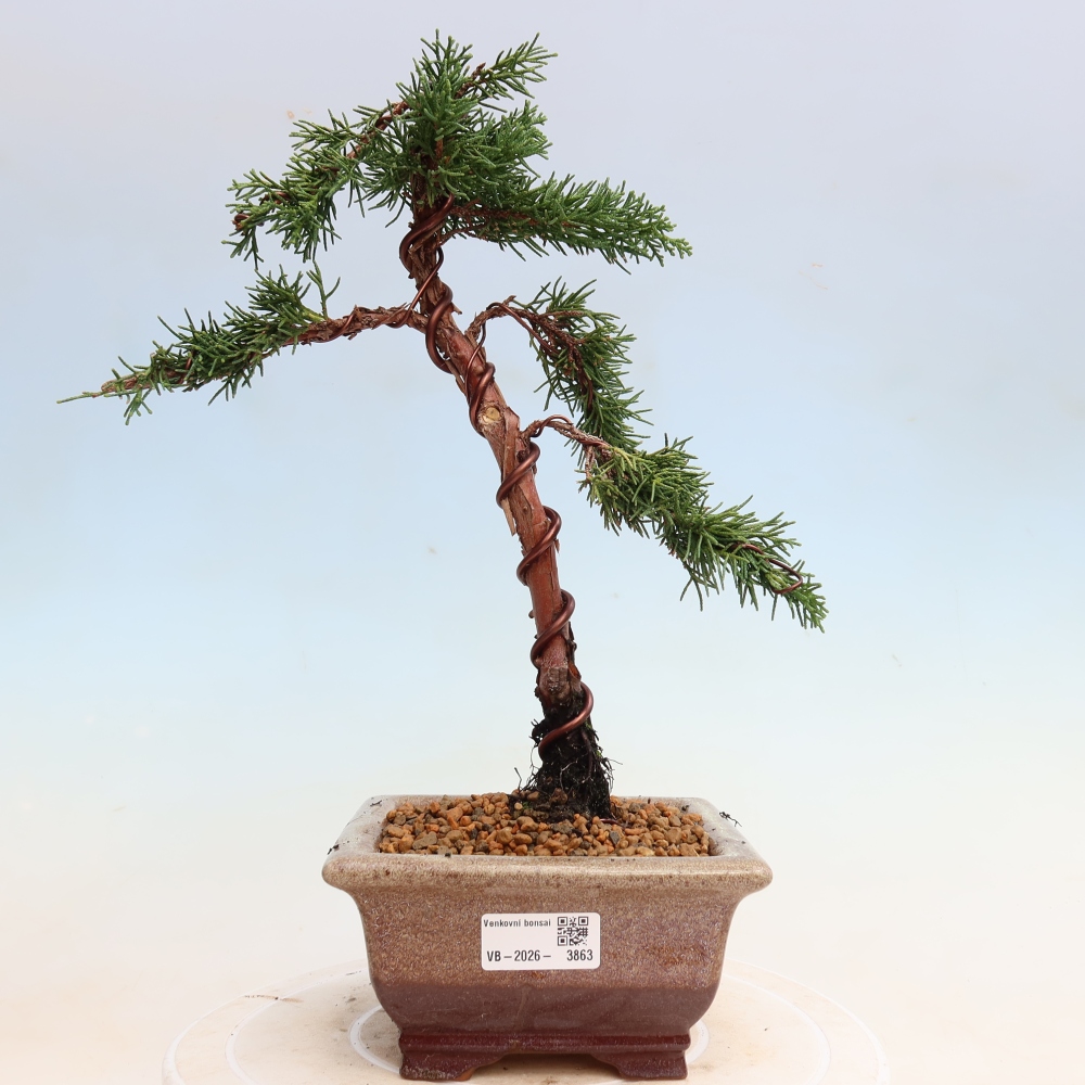 Venkovní bonsai - Juniperus chinensis Kishu -Jalovec čínský