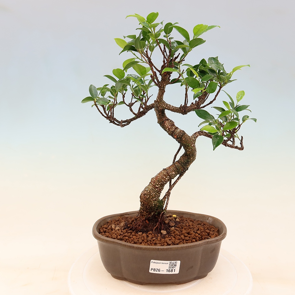 Pokojová bonsai - Ficus retusa -  malolistý fíkus