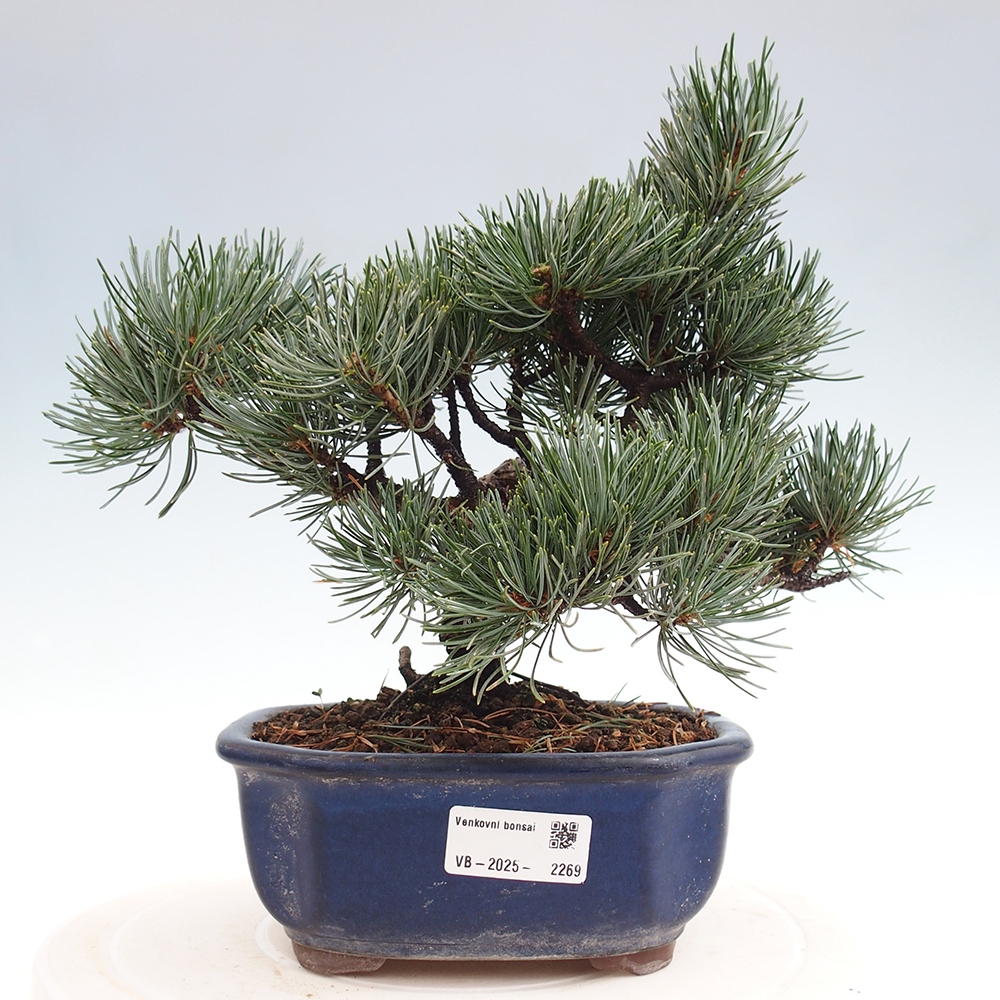 Venkovní bonsai - Pinus parviflora - Borovice drobnokvětá