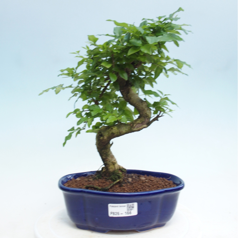 Pokojová bonsai -Ligustrum retusa - malolistý ptačí zob