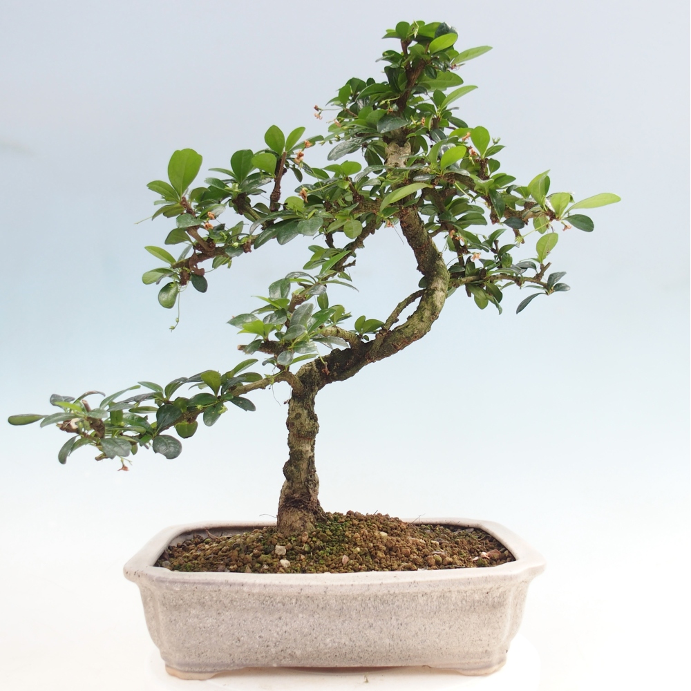 Pokojová bonsai - Carmona macrophylla - Čaj fuki