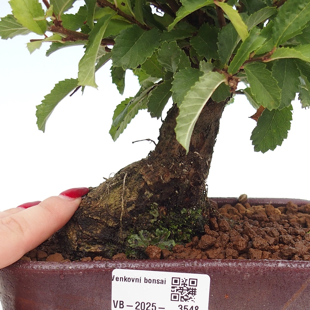 Venkovní bonsai - Zelkova - Zelkova NIRE