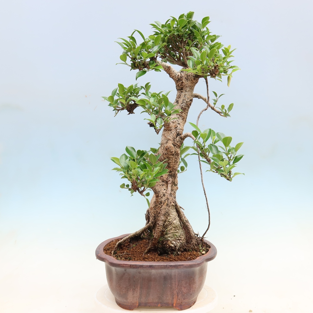Pokojová bonsai - Ficus kimmen -  malolistý fíkus