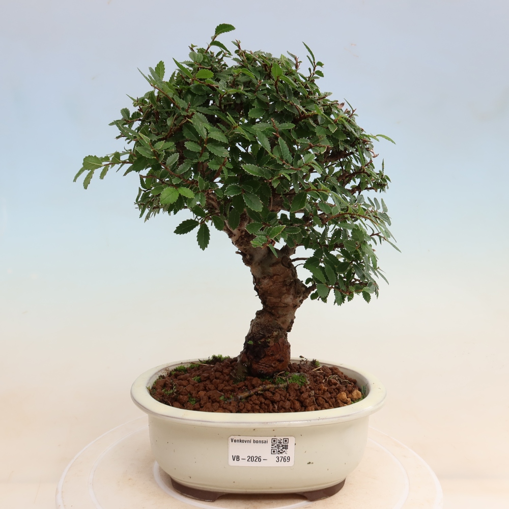 Venkovní bonsai - Zelkova - Zelkova NIRE