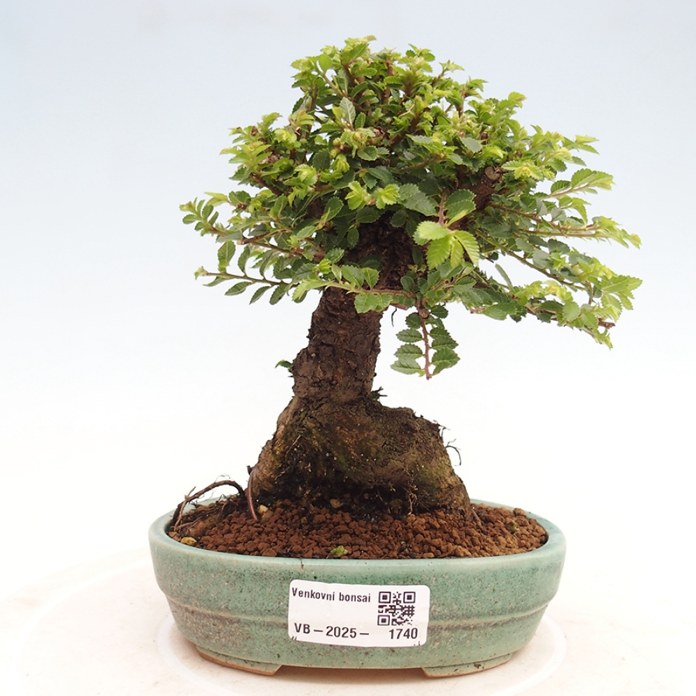 Venkovní bonsai - Ulmus parvifolia Hokkaido - jilm Činski