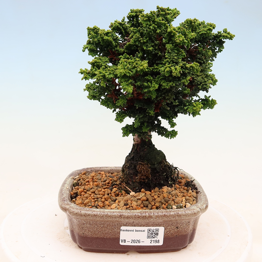 Venkovní bonsai - Cham. obtusa SEKKA HINOKI - Cypřišek