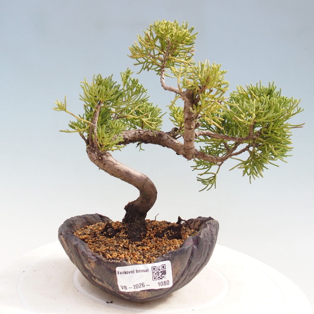 Venkovní bonsai - Juniperus chinensis Kishu -Jalovec čínský