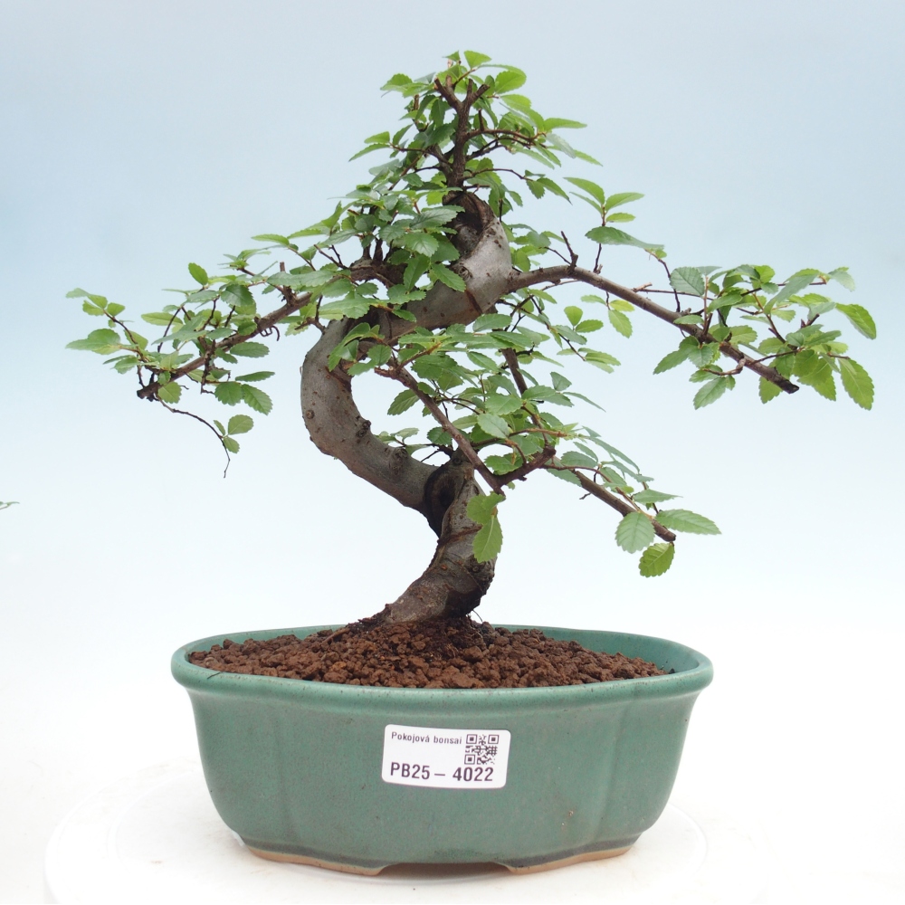 Pokojová bonsai - Ulmus parvifolia - Malolistý jilm