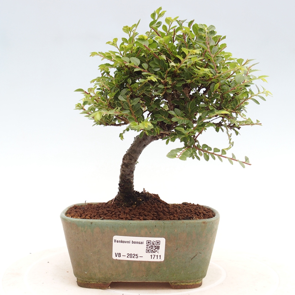 Venkovní bonsai - Ulmus parvifolia Sagei - Malolistý jilm