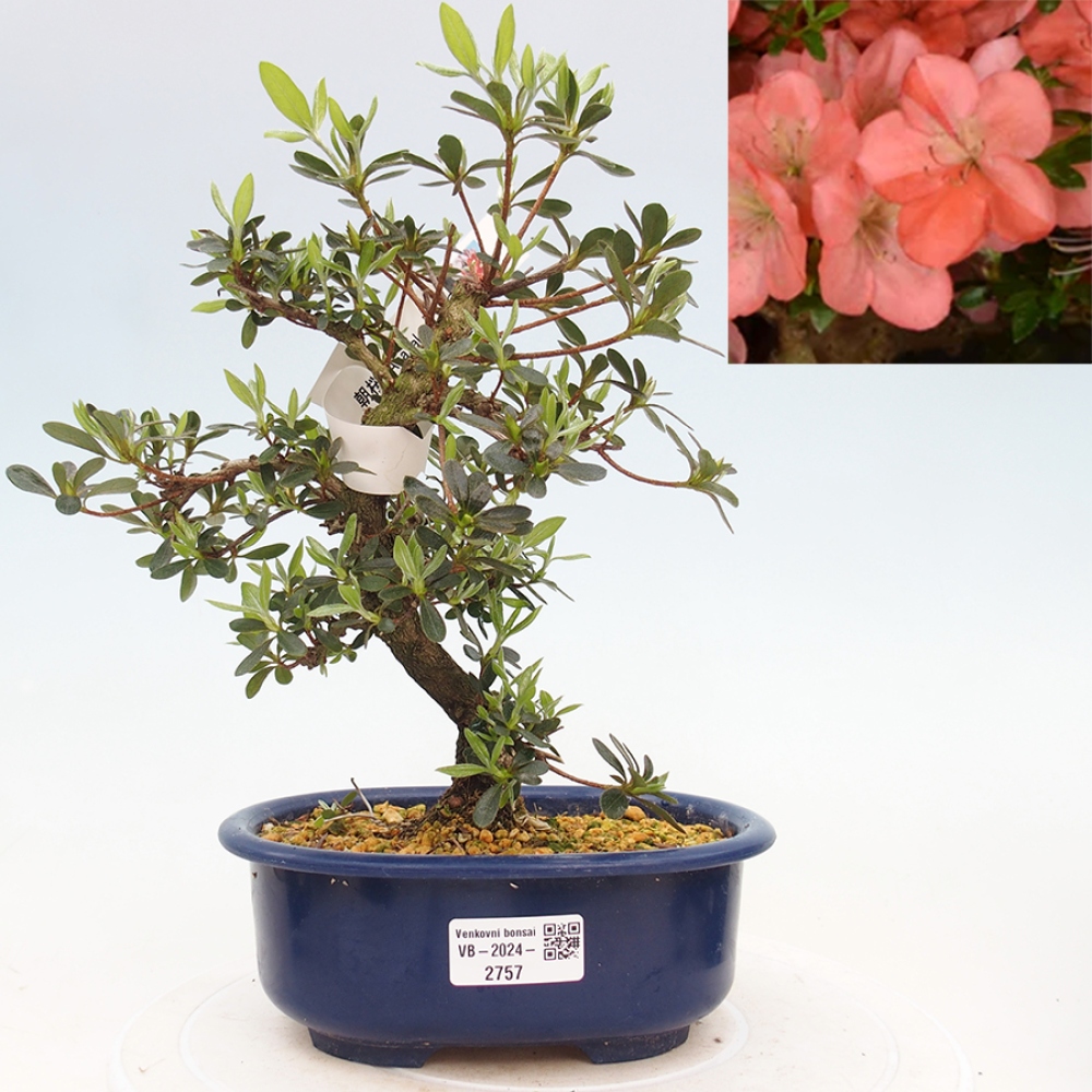 Venkovní bonsai - Japonská azalka - Azalea Asazakura