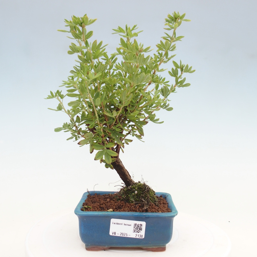 Venkovní bonsai-Mochna křovitá - potentila fruticosa yellow Bird