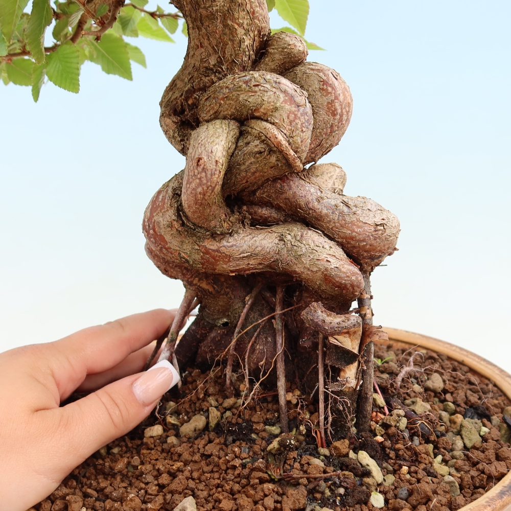 Venkovní bonsai -Carpinus Coreana - Habr korejský