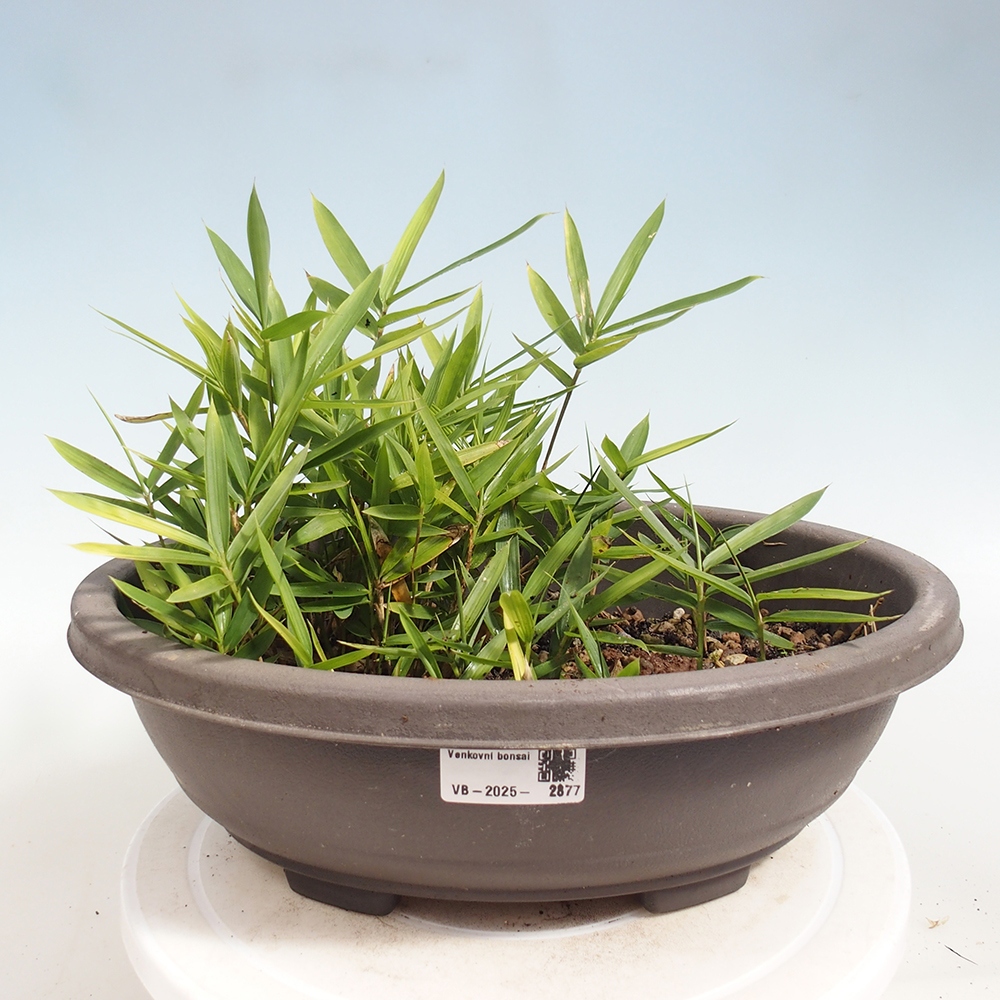 Venkovní bonsai - Pleioblastus argenteostriatus f.pumilus - Bambus zakrslý 