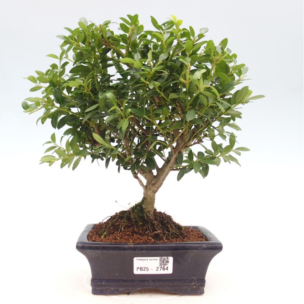 Pokojová bonsai - Ilex crenata - Cesmína