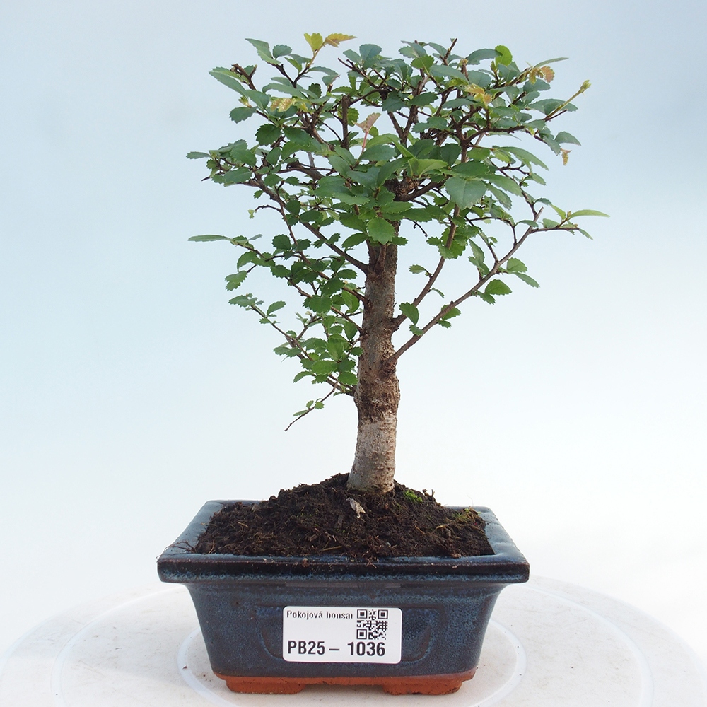 Pokojová bonsai - Ulmus parvifolia - Malolistý jilm