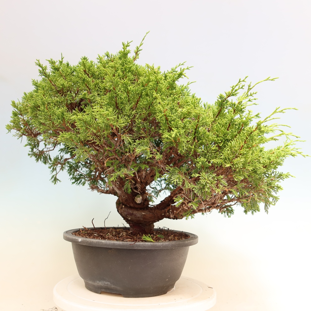 Venkovní bonsai - Juniperus chinensis Itoigawa-Jalovec čínský