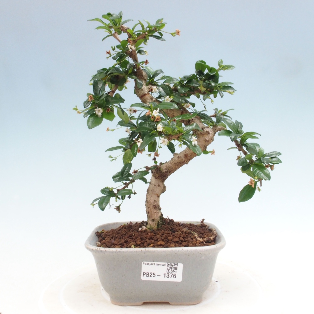 Pokojová bonsai - Carmona macrophylla - Čaj fuki
